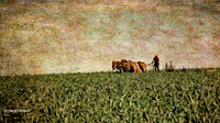 Amish Farmer (Lancaster County, PA)