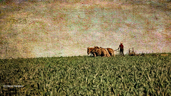 Amish Farmer (Lancaster County, PA)