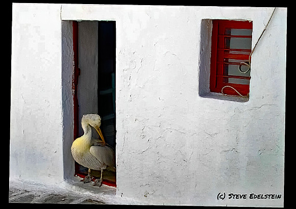 Pelican (Santorini, Greece)