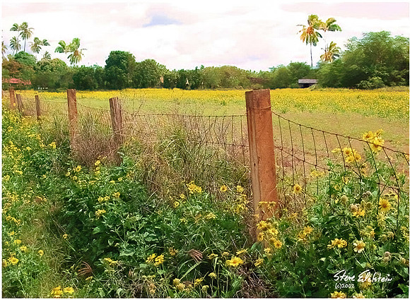 Yellow Field (Kauai)